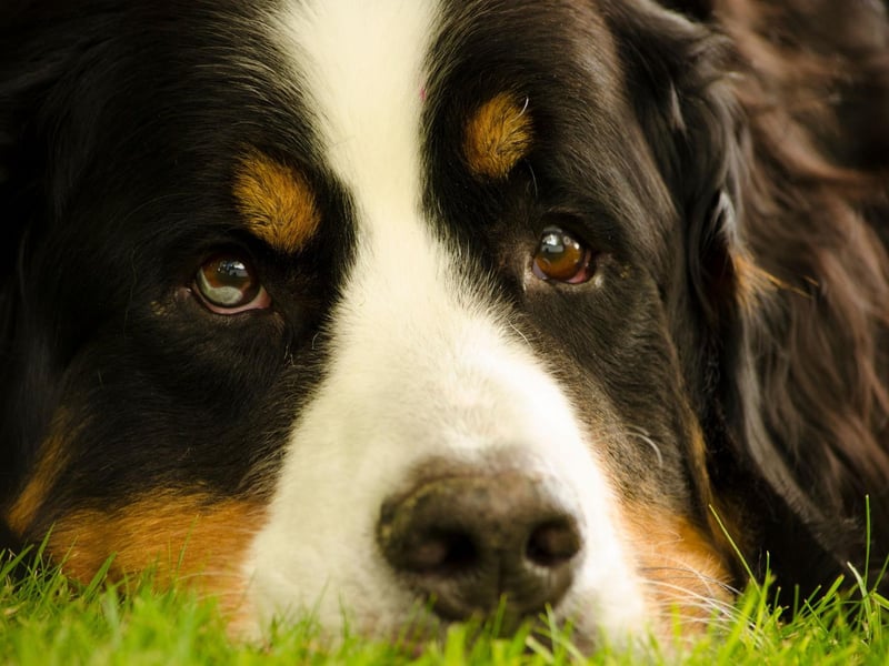 Another breed used to high altitudes, the Bernese Mountain Dog also tends to create plenty of excess saliva. The warmer the temperature, the more they drool - so expect plenty of wet patches on the carpet during the summer in particular.