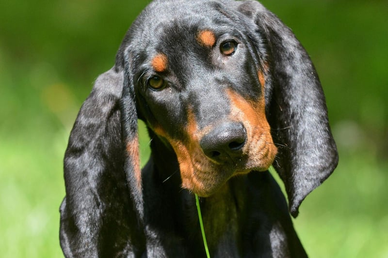 The Black and Tan Coonhound was only officially recognised by the UK Kennel Club in 2018 - making it Britain's newest pedigree dog. Popular in the US, they will happily follow a scent with single-minded determination for miles. It's an attribute that had been used for both hunting animimals (including the racoon it takes its name from) and missing people.