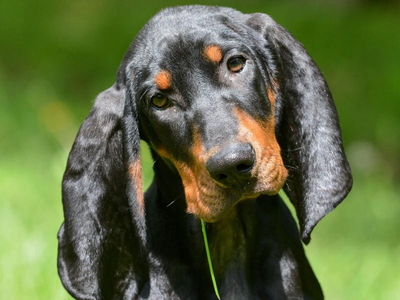 The Black and Tan Coonhound was only officially recognised by the UK Kennel Club in 2018 - making it Britain's newest pedigree dog. Popular in the US, they will happily follow a scent with single-minded determination for miles. It's an attribute that had been used for both hunting animimals (including the racoon it takes its name from) and missing people.