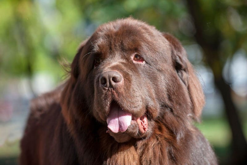 With its thick black hair and hefty body, the Newfoundland can cope with the harshest of conditions. They are particularly well known for saving people from water - able to safely swim in the iciest rivers, lakes and seas.