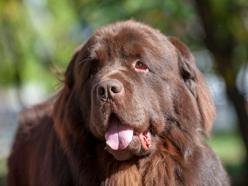 With its thick black hair and hefty body, the Newfoundland can cope with the harshest of conditions. They are particularly well known for saving people from water - able to safely swim in the iciest rivers, lakes and seas.
