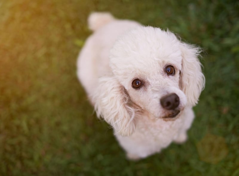 Poodles - Standard, Miniature, or Toy - have every attribute needed to make a great companion dog. They are hugely intelligent and loving, easy to train, only need walked once a day, and only need groomed once a month.