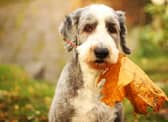 There are a few hazards you should look out for while being out-and-about with your dog this autumn.