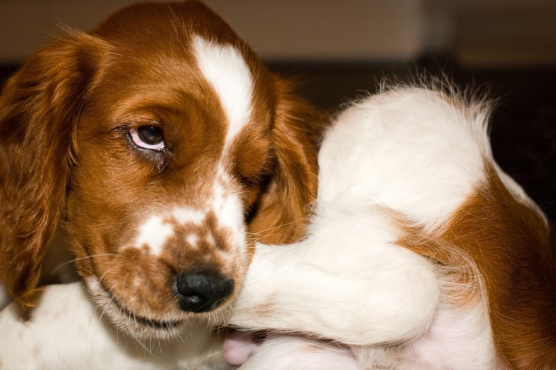 The combination of a thick coat and an endlessly energetic disposition means the English Springer Spaniel is also three times more likely to overheat than the Lab.