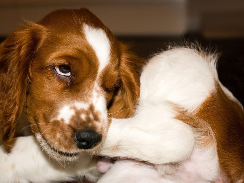 The combination of a thick coat and an endlessly energetic disposition means the English Springer Spaniel is also three times more likely to overheat than the Lab.