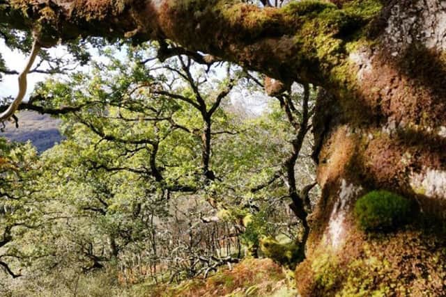The coralroot orchid was found within an area of Celtic rainforest at the Coille Mhor site of special scientific interest, on Balmacara Estate in Wester Ross -- not the usual habitat for the species. Picture: NTS