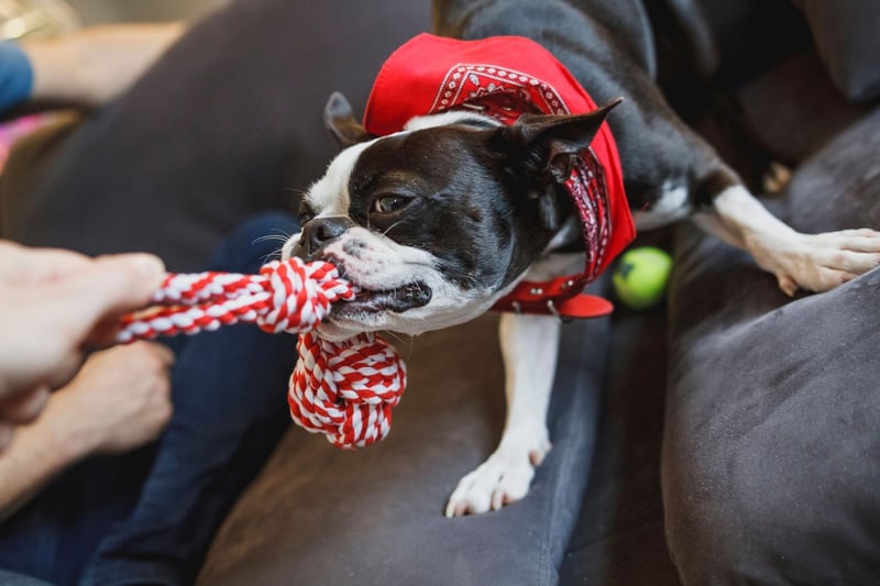 Boston Terriers are a small breed with a big love for socialising. They adore being around people and other dogs - as long as their new friends are happy to play with them.