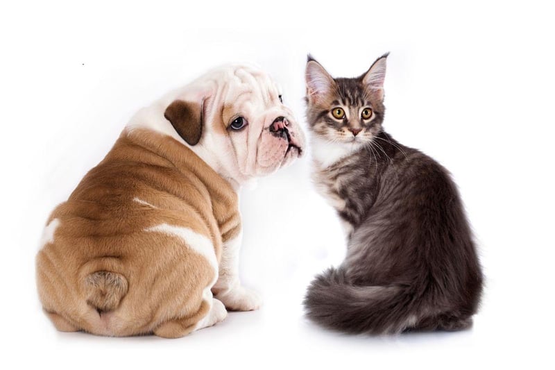 They make look a little grumpy but Bulldogs tend to be big softies. Renowned for their friendly temperament, they make friends with all animals - including cats - easily.