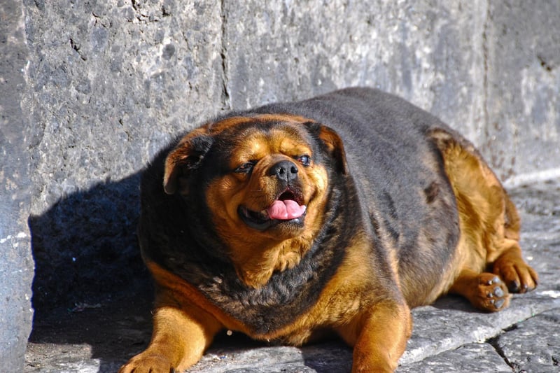 When treats become too much of a regular occurrence, they can contribute to weight gain and for many dogs, it’s actually the attention that they appreciate more than the treat itself. So when they turn those puppy dog eyes on you, swap the usual treat for an affectionate scratch, cuddle or play time session.