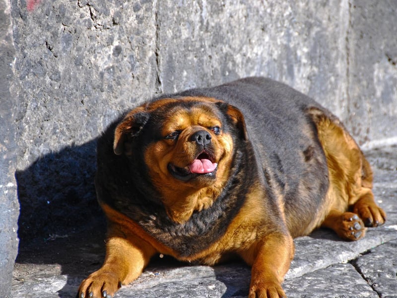 When treats become too much of a regular occurrence, they can contribute to weight gain and for many dogs, it’s actually the attention that they appreciate more than the treat itself. So when they turn those puppy dog eyes on you, swap the usual treat for an affectionate scratch, cuddle or play time session.