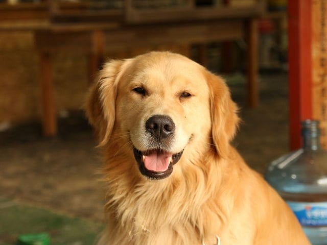 What's true of the Labrador Retriever also usually applies to their close cousin the Golden Retriever - including their lack of guard dog attributes. If they think there's a snack in it for them, they'll probably happily share the location of your valuables.