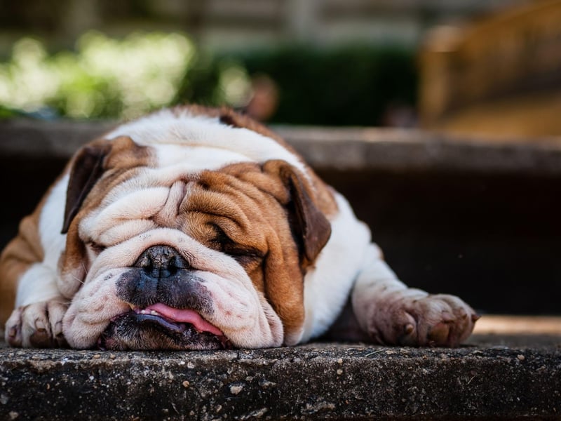 Celebrities who are Bulldog owners include Adam Sandler, Ozzy Osbourne, Olivia Wilde, Pink, Brad Pitt, Verne Troyer, Michael Phelps, David Beckham and Gloria Estefan.