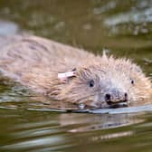 Beavers have already been returned to parts of Scotland and other species may follow (Picture: Ben Birchall/PA Wire)