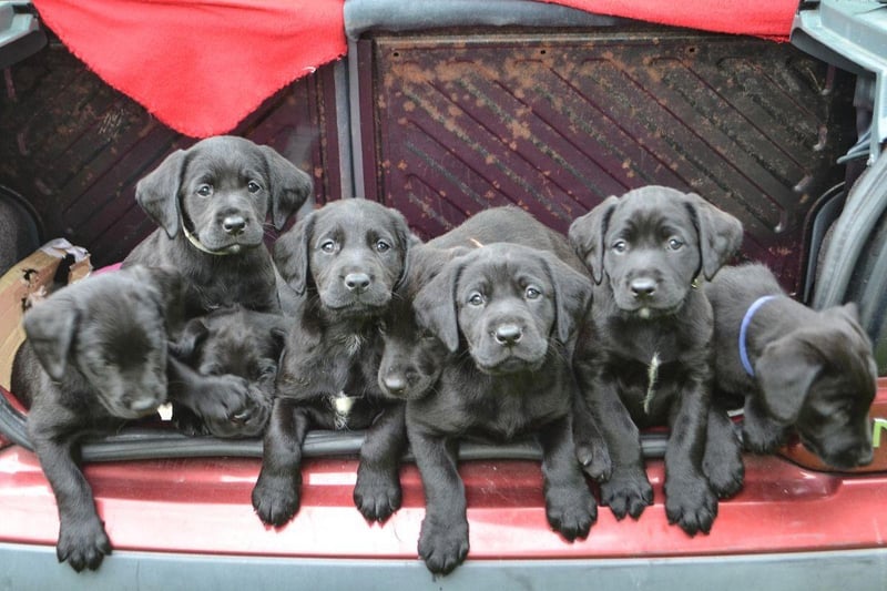 Labradors came out as the best dog breed for car travel, being named as the most car-compatible breed by 22 canine experts. Famous for being extremely eager to please their owners and very easy to train, Labradors tend to be calm and fuss-free road trip companions.