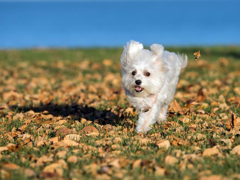 Confident and outgoing in their own home, the Maltese is a breed that can become shy and nervous in new environments and situations. They can alse be suspicious of strangers.