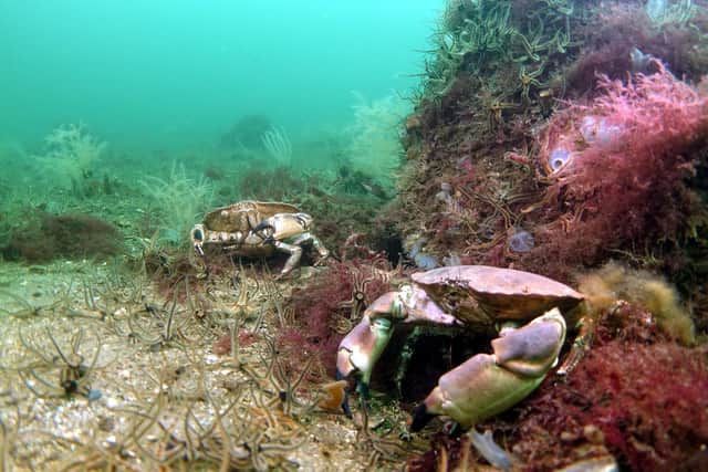 Marine life has thrived in the Lamlash Bay no take zone off Arran. Picture: Howard Wood/COAST
