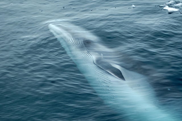 Minke whales arrive in Scotland in May and spend the summer feeding around our shores. Growing to up to a huge nine metres long they often feed in shallow waters so can be seen very close to the coast. They are naturally curious creatures and often approach boats. For the best chance of catching one it's worth booking a specialist boat trip off the coast of Lewis and Harris, Gairloch, the Isle of of Skye or the Isle of Mull.