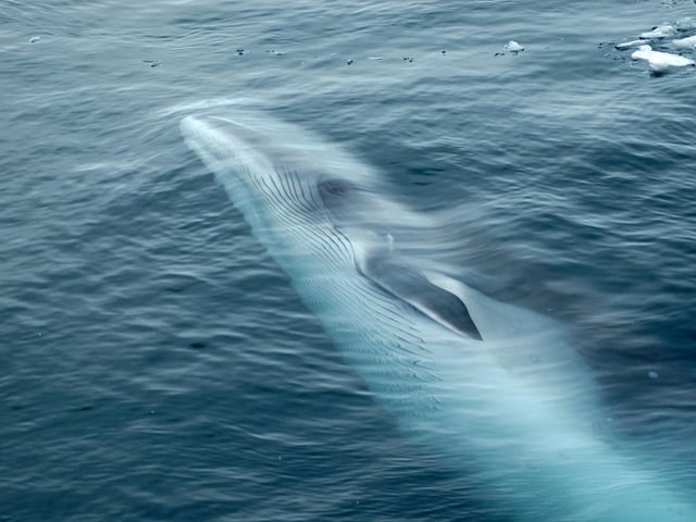 Minke whales arrive in Scotland in May and spend the summer feeding around our shores. Growing to up to a huge nine metres long they often feed in shallow waters so can be seen very close to the coast. They are naturally curious creatures and often approach boats. For the best chance of catching one it's worth booking a specialist boat trip off the coast of Lewis and Harris, Gairloch, the Isle of of Skye or the Isle of Mull.