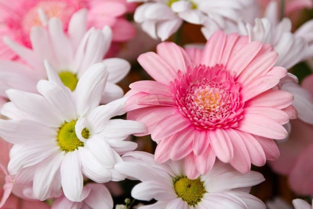 All species of daisy are safe for dogs to sniff - inclding the gorgeous gerbera daisy.