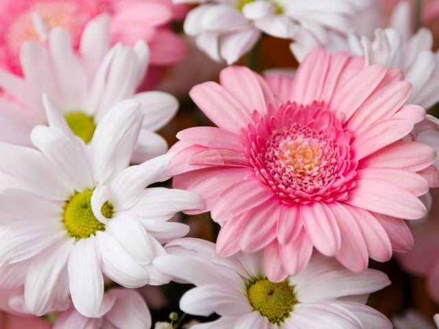 All species of daisy are safe for dogs to sniff - inclding the gorgeous gerbera daisy.
