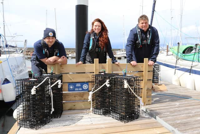 Wild Oysters Project team David Nairn of Clyde Porpoise CIC, Celine Gamble of ZSL and Jacob Kean Hammerson of Blue Marine Foundation have helped settle the oysters in their new Scottish home at a marina in Largs