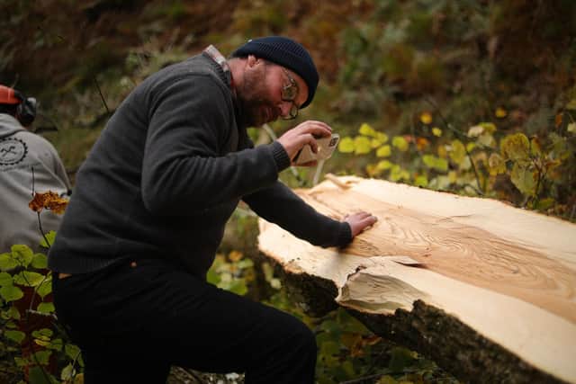 Ash Rise project coordinator Tom Addy, of the Scottish Furniture Makers Association, takes a closer look at the unique grain of a diseased tree felled at Killearn Estate, in Stirlingshire. Picture: Tina Sorensen