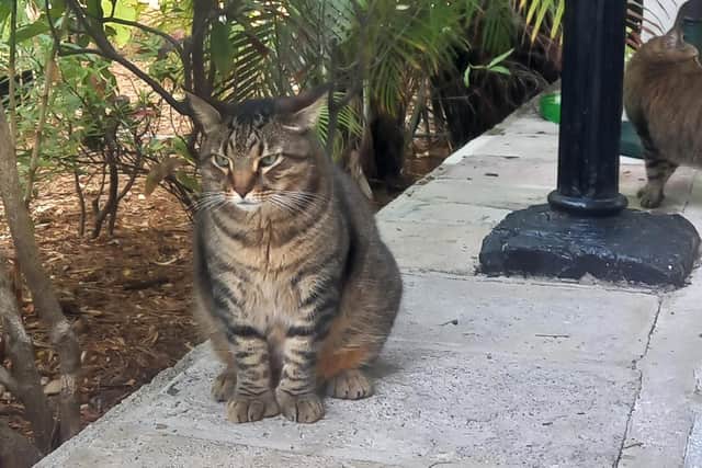 One of the six-toed cats at the Hemingway Home and Museum. Pic: PA Photo/Katie Wright.