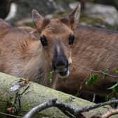After being closed to the public for three months, Highland Wildlife Park has recently reopened