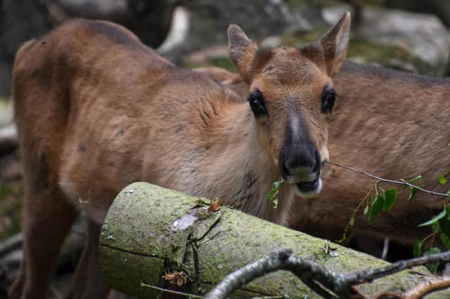 After being closed to the public for three months, Highland Wildlife Park has recently reopened