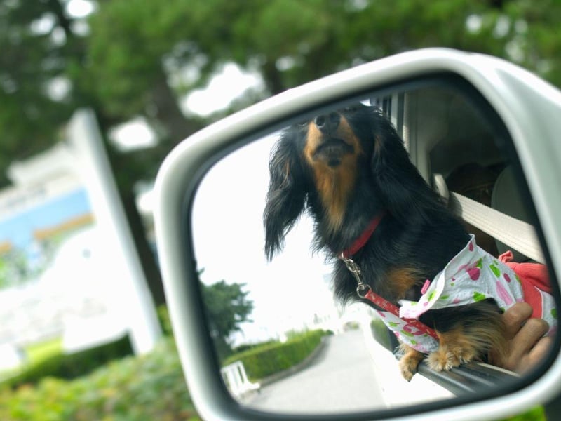 The Dachshund also won the support of 10 experts talked to by Auto Trader. These small dogs can be a challenge to train but will be quite happy snoozing on the back seat as you take to the motorway.