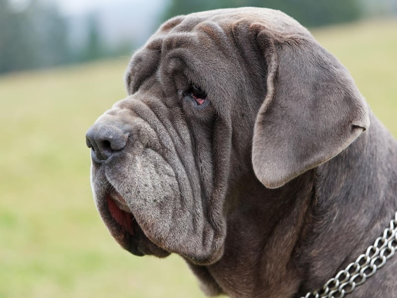 Another breed that is big in both stature and drooling capabilty, the Neapolitan mastiff has very large and droopy jowls, leading to regular slobbering over their beloved owners.