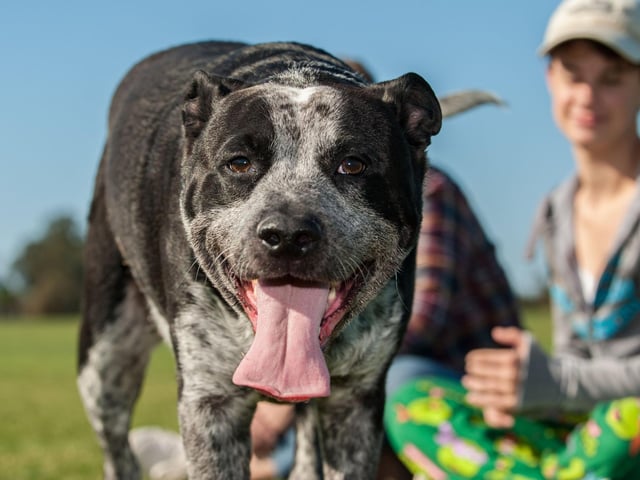 While your pooch might not be able to exercise in the middle of the day outside, don’t prevent them from having their play time! Invest in a paddling pool, or even a hose for them to play with, so they can splash about in the water and have endless fun.