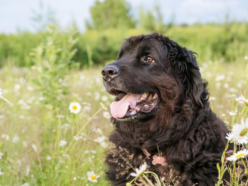 Newfoundlands were bred to help out fishermen and can swim in even the coldest waters - making them a top choice to rescue drowning swimmers.
