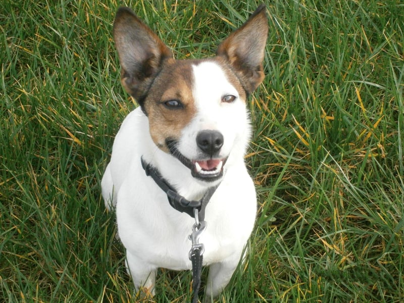 Tint your car windows as dognappers have been known to steal canines from cars.