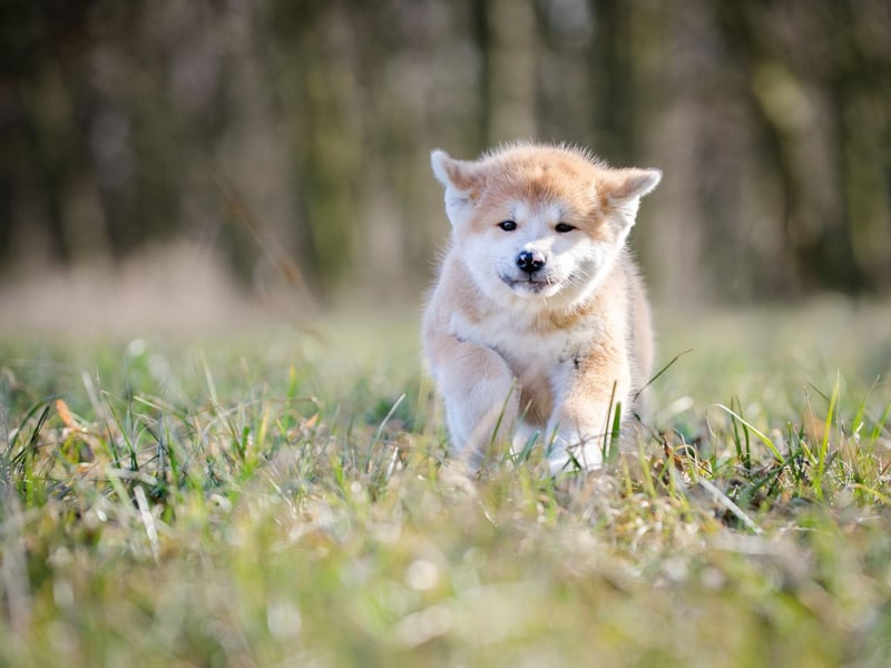 An Akita called Hachiko is Japan's most famous dog - with a story that echoes Scotland's Greyfriars Bobby. In the 1920s Hachiko would walk his commuter owner to the train station each day, then return to the platform to wait for him to return home. After his owner died one day at work, the loyal dog continued to wait patiently every day at the station for 10 years.