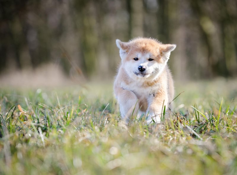 An Akita called Hachiko is Japan's most famous dog - with a story that echoes Scotland's Greyfriars Bobby. In the 1920s Hachiko would walk his commuter owner to the train station each day, then return to the platform to wait for him to return home. After his owner died one day at work, the loyal dog continued to wait patiently every day at the station for 10 years.