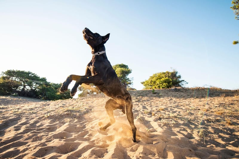 The Great Dane breed first emerged in the 16th century, when European nobility imported the descendents of crossbreeds between the English Mastiff and Irish Wolfhound from England.