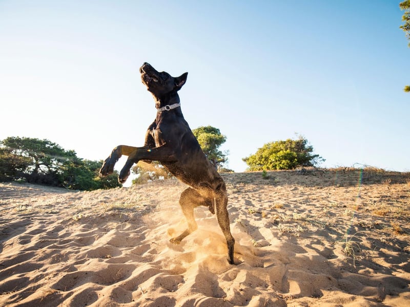 The Great Dane breed first emerged in the 16th century, when European nobility imported the descendents of crossbreeds between the English Mastiff and Irish Wolfhound from England.
