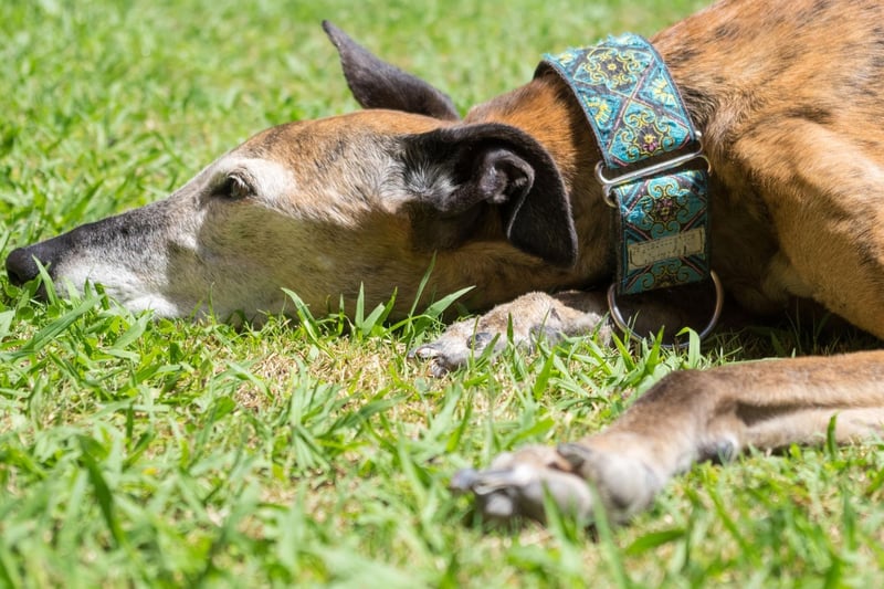 The final podium place in the race for the most popular Greyhound name goes to Poppy. Taken from the flower of the same name, it simply means 'red'.