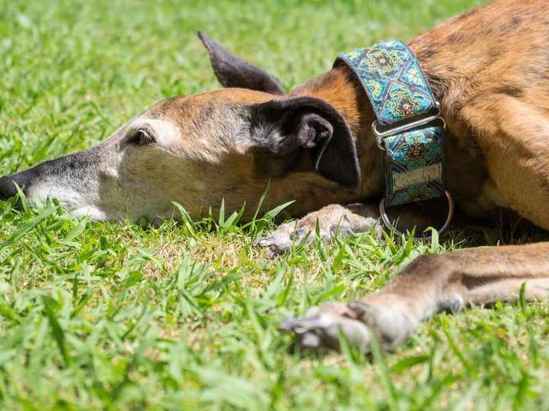 The final podium place in the race for the most popular Greyhound name goes to Poppy. Taken from the flower of the same name, it simply means 'red'.