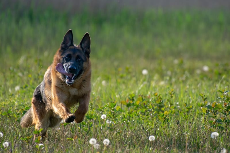 German Shepherds are strong and energetic, eager to keep pace with even the most advanced of runners. These intelligent dogs require good training to ensure their safety and avoid unpredictable behaviour around strangers.