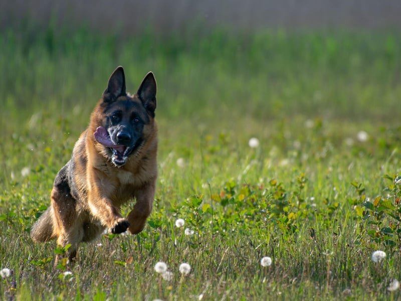 German Shepherds are strong and energetic, eager to keep pace with even the most advanced of runners. These intelligent dogs require good training to ensure their safety and avoid unpredictable behaviour around strangers.