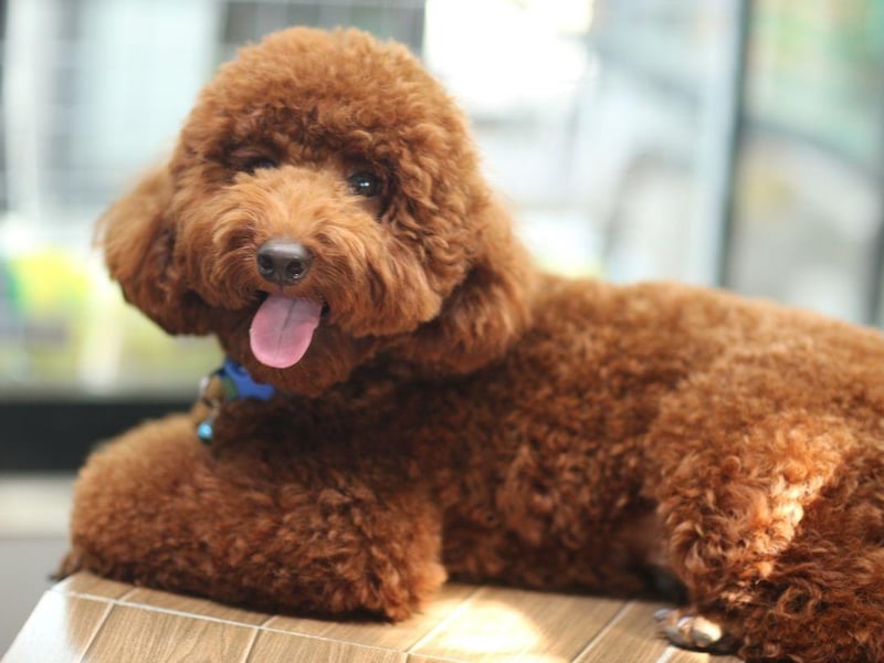 Poodles are incredibly intelligent dogs and have hypoallergenic coats - explaining their huge popularity around the world. They even come in three sizes - Standard, Miniature and Toy - so there's guaranteed to be one to suit your home and lifestyle.