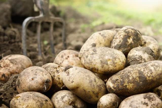 Seed potatoes are a key Scottish export