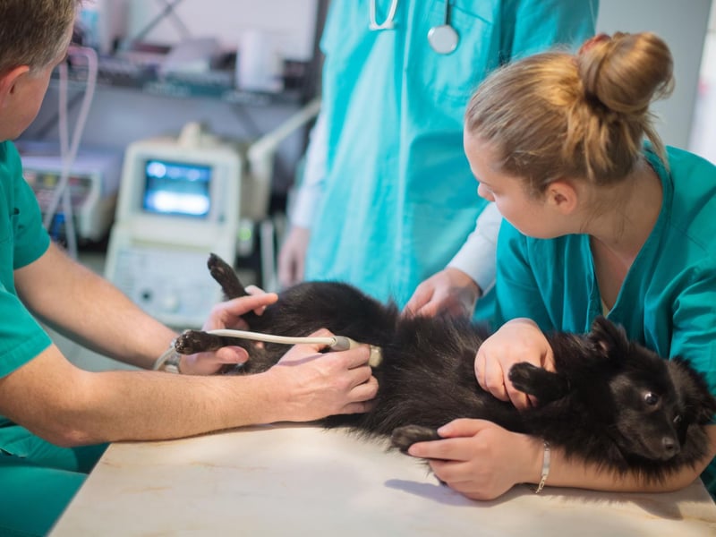 Much like their owners, dogs tend to get stiff after exercise when they get older. If they are still having difficulty walking after a day's rest then it could be a sign of arthritis, hip dysplasia, joint problems, a broken bone or an infection such as Lyme disease - all of which need to be checked out.