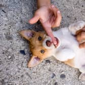 Trying to work out what to call your girl puppy? Let the dog owners of Scotland inspire you.