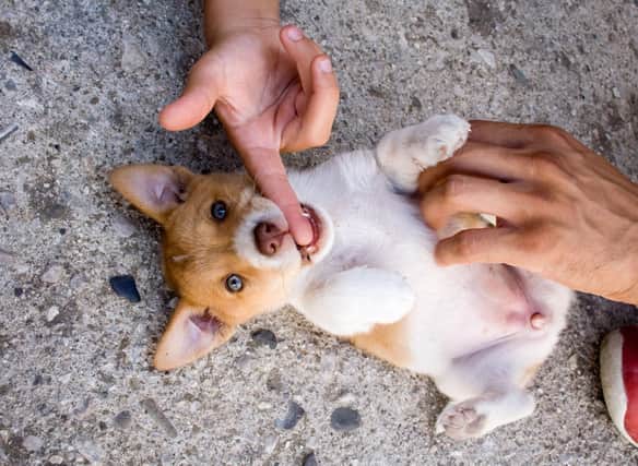 Trying to work out what to call your girl puppy? Let the dog owners of Scotland inspire you.