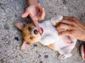 Trying to work out what to call your girl puppy? Let the dog owners of Scotland inspire you.