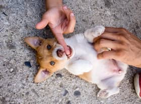 Trying to work out what to call your girl puppy? Let the dog owners of Scotland inspire you.