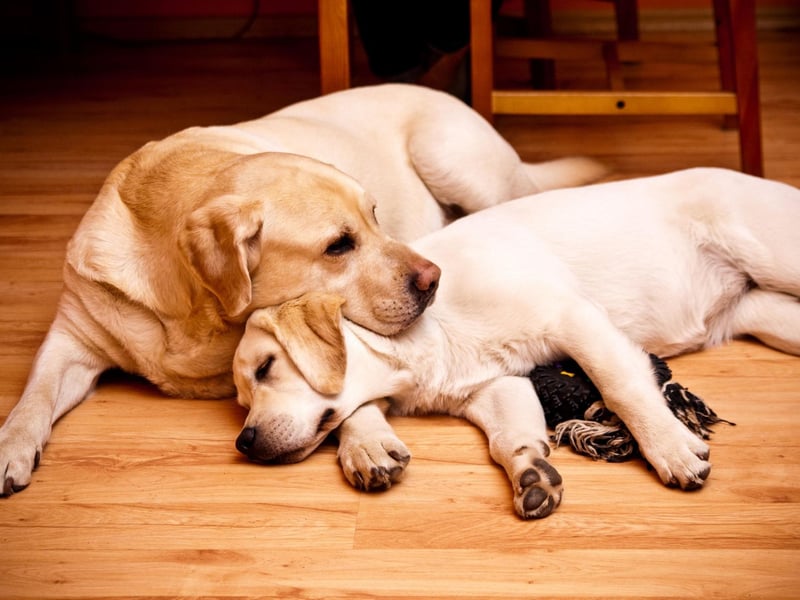Bella is the second top choice for Lab owners. It fits the breed very well indeed - meaning 'beautiful' in multiple languages, including Italian, Spanish, Portuguese, Greek and Latin.